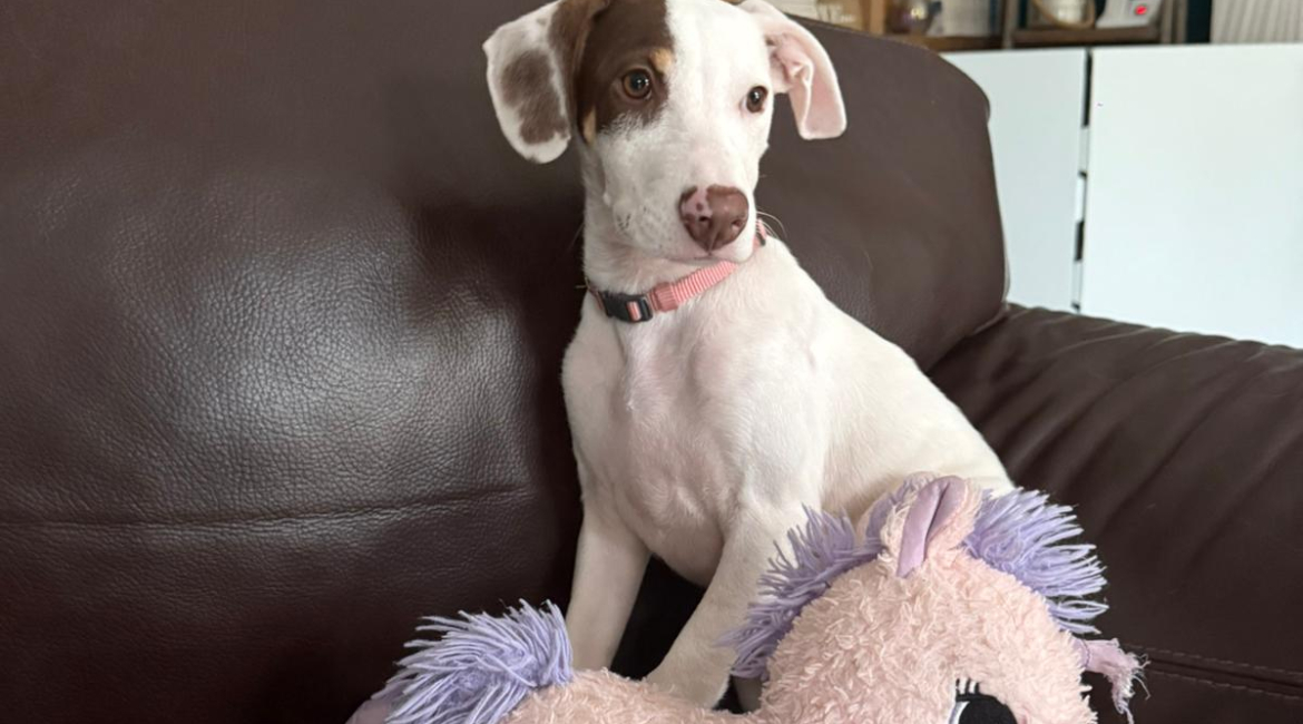 Chiens à adopter